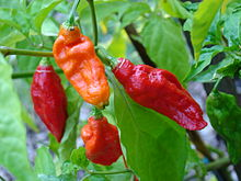 Illustration for article titled Mmmm Capsaicin